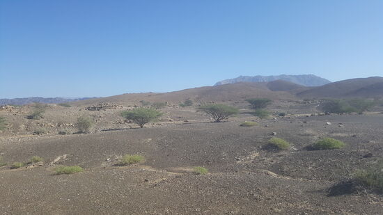 Es sind sehr viele—wir müssen etwas laufen, denn das ganze Gebiet ist eingezäunt, aber es gibt eine Lücke im Zaun durch die wir durch können