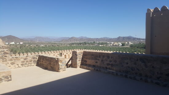 Blick von der Dachterrasse auf den neu angelegten Palmenhain