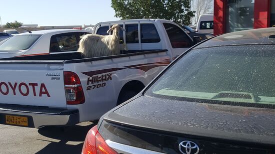Wir sind spät dran—es ist schon 9 Uhr durch als wir uns auf den Weg Richtung Busbahnhof machen. Da hat schon einer eine Ziege auf dem Markt gekauft und fährt sie heim