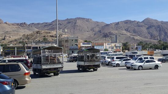 ....und viele haben Kühe und Ziegen auf ihrer Ladefläche...