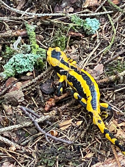 Hallo, kleiner Freund!