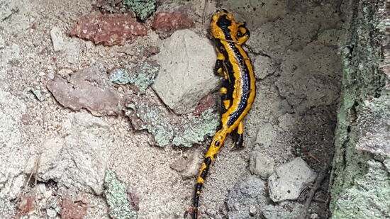 Ich habe erst einmal einen Feuersalamander in freier Wildbahn gesehen!