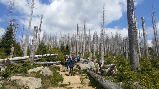 Die Bäume sehen bizarr aus und wir steigen über große Steine