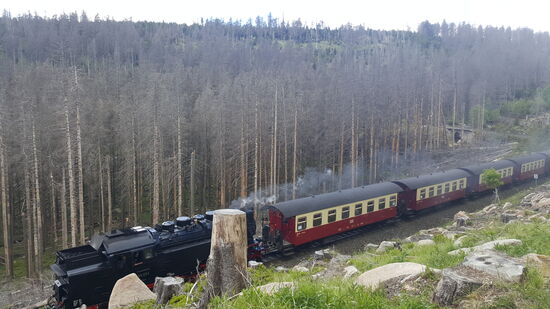 Öfter macht sich mit lautem Getöse die Brockenbahn bemerkbar