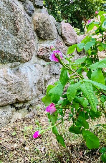 Romantik an der Ruine...