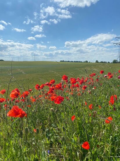 Überall Mohnfelder!