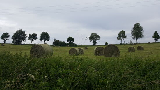 Am nächsten Tag wollen wir den "Eifelstieg" bis nach Gerolstein wandern