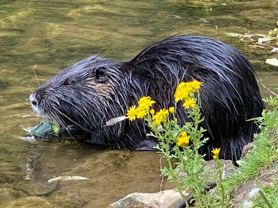 Putzige Tiere--die gerne von Kindern gefüttert werden