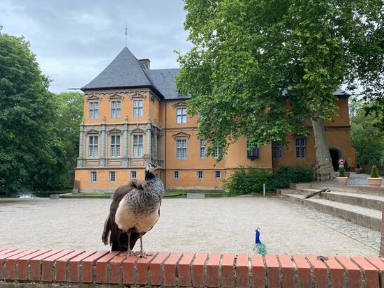 Weiter gehts zum Schloß Rheydt--hier erwarten uns viele Pfauen