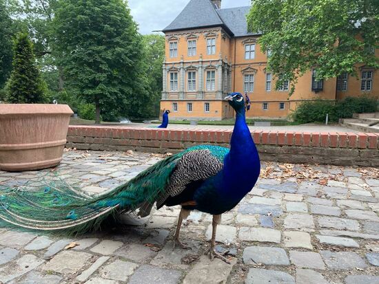 Die stolzen Tiere präsentieren sich gerne