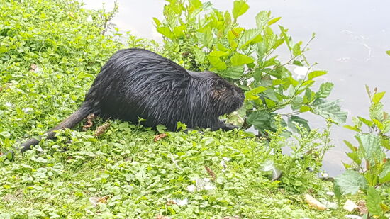 Jede Menge Nutrias kann man hier beobachten