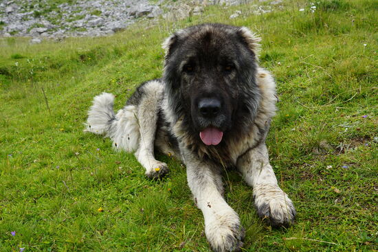 Der ‚Hund sieht böse aus, ist aber ganz lieb