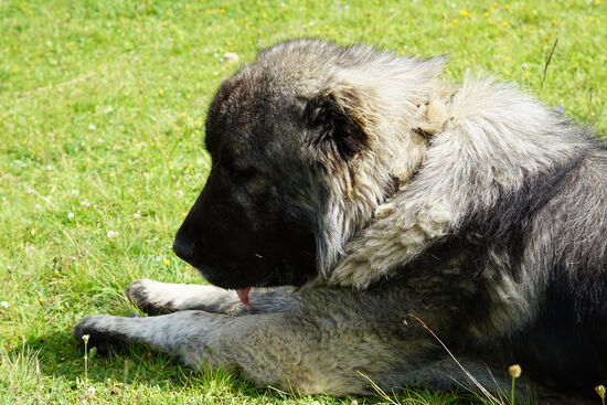 Ihm wurden die Ohren gekappt—das soll die Hunde aggressiver machen. Ist bei ihm aber nicht geglückt