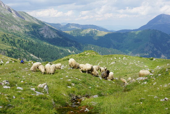 Links ist auch der Schäfer—zu ihm gehört der Hund