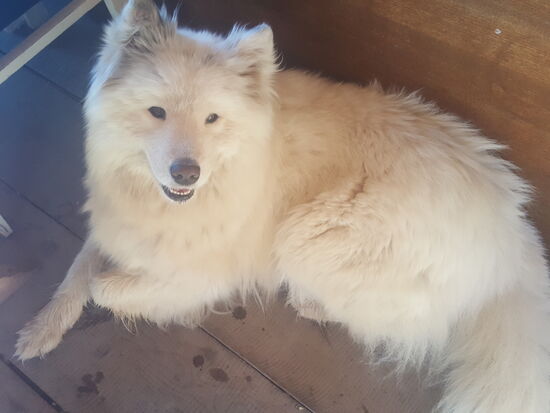 ...und sieht aus, als wär er mit „weißer Riese“ gewaschen worden...