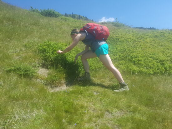 Immer wieder pflücken wir uns Blaubeeren, die direkt in den Mund wandern