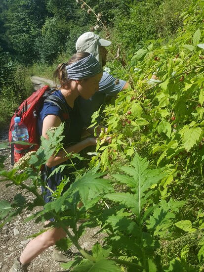 Wieder gibt es reichlich Nahrung auf dem Weg: köstliche Walderdbeeren, Himbeeren und Blaubeeren sowieso