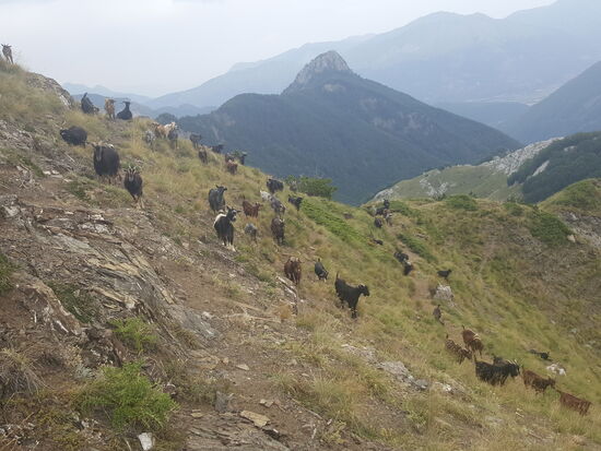 Wir gehen denselben Weg zurück und treffen unterwegs mal wieder ein paar Ziegen