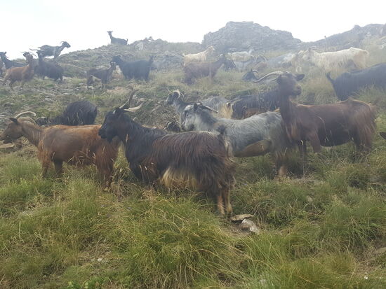 Aber die sind auch etwas anspruchsvoll—alles mögen sie nicht...