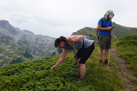 Und immer wieder Blaubeeren pflücken...