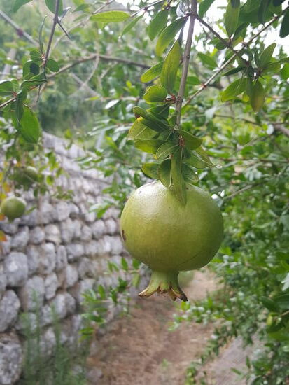 Granatäpfel am Baum