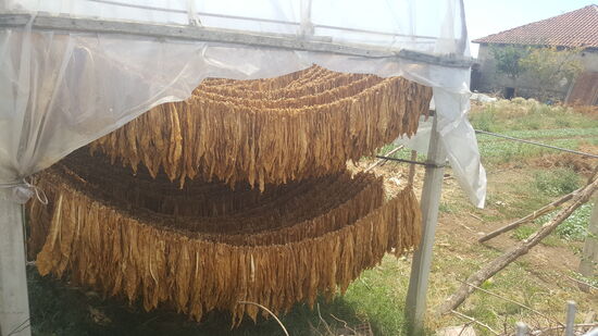 Ist das Tabak, der zum trocknen aufgehängt ist?