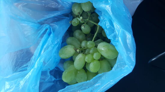 Die sind lecker und stimmen uns versöhnlich...