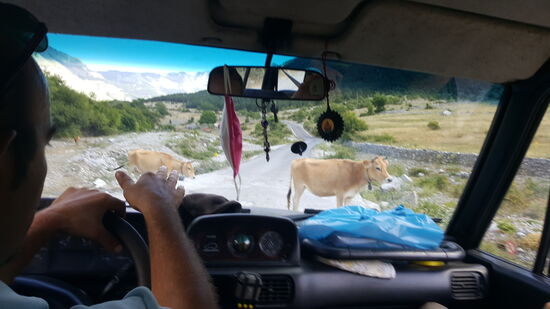 Kühe  überqueren die Straße...