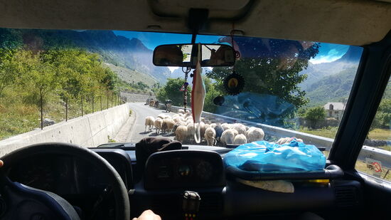 Schafe überqueren die Straße....und später auch noch Ziegen...