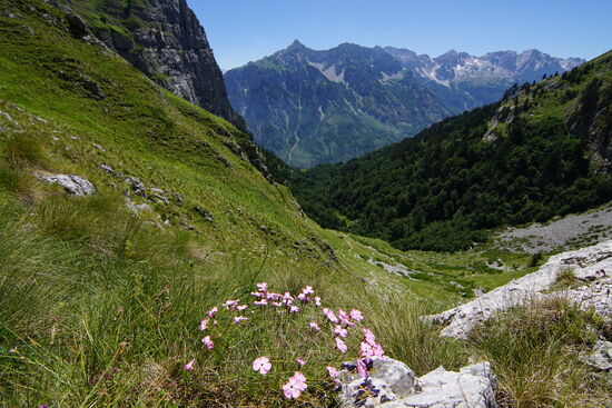 Hier wachsen überall wunderschöne Blumen, die wir aus dem heimischen Steingarten kennen