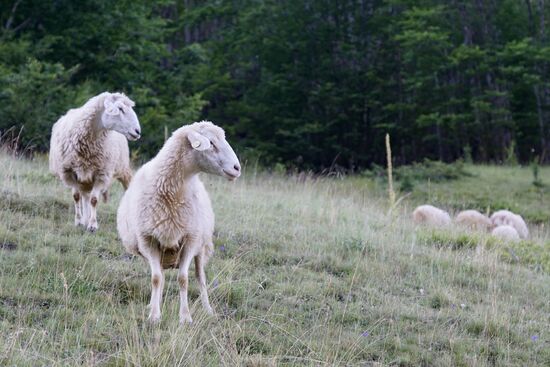 Schafe sind immer ein gutes Fotomotiv!