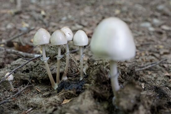 Ein Pferdeapfel auf dem Pilze wachsen—guter Nährboden! 