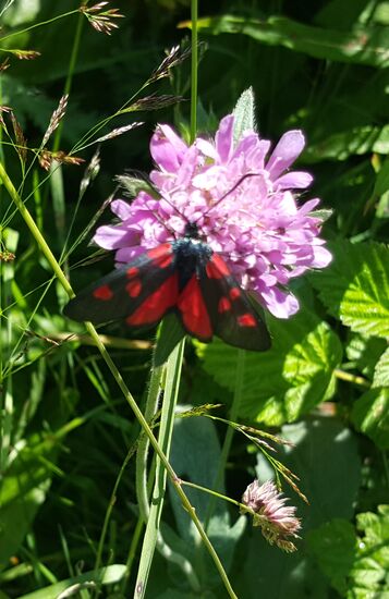 Ein interessanter Schmetterling
