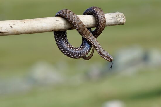 Sie ist giftig—evtl eine Kreuzotter?