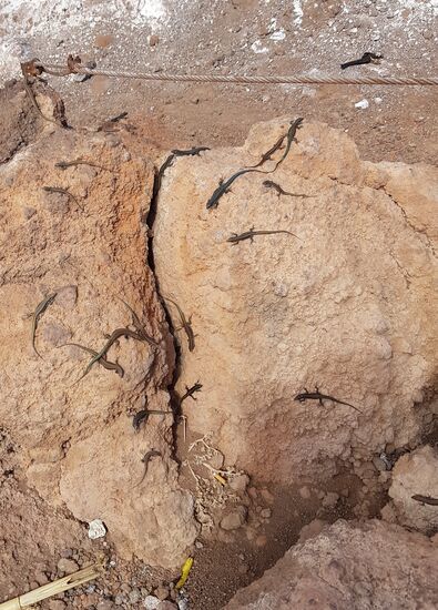 Unmengen von kleinen Geckos tummeln sich hier in der Sonne