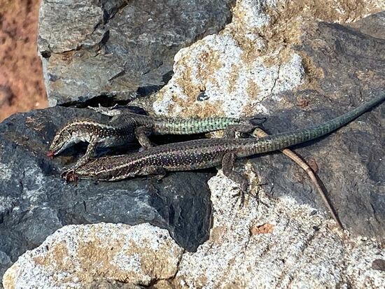 Ich habe etwas Schokolade auf die Steine gestrichen