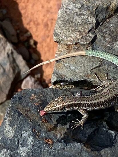 Wird mit Genuß abgeschleckt