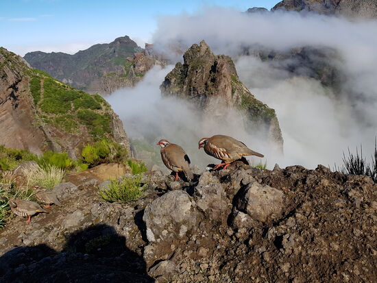Entspannte Vögel, die fliegen  nicht weg...