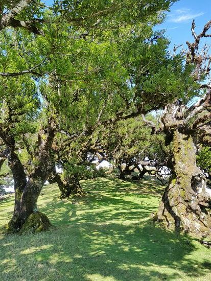 Die Gegend verdankt ihre Schönheit dem jahrhundertealten Lorbeerwald