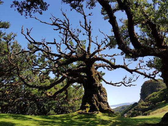 Einige Exemplaare stammen noch aus der Zeit vor der Entdeckung der Insel, also vor 1419