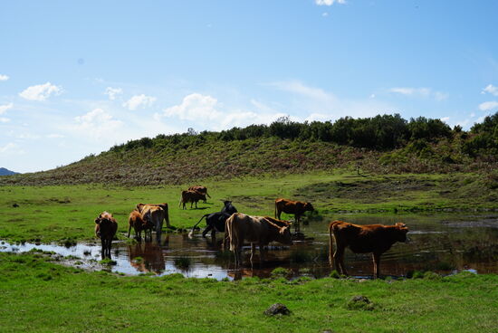 Der gesamte Lorbeerwald bedeckt ca 15.000 Hektar der Insel