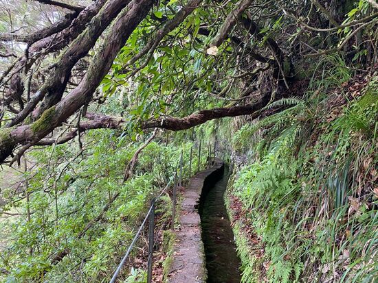 Die Levadas werden ständig gewartet, deshalb sind die Kanäle auf einem Pfad daneben begehbar.