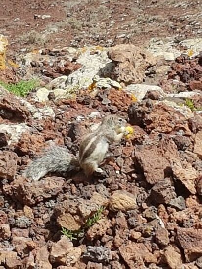 Ein Atlashörnchen erfreut sich an meinem Birnenrest. Diese Atlashörnchen sind Menschen gewohnt und kommen ganz nah. Ich befürchte fast, sie krabbeln an den Hosenbeinen hinauf