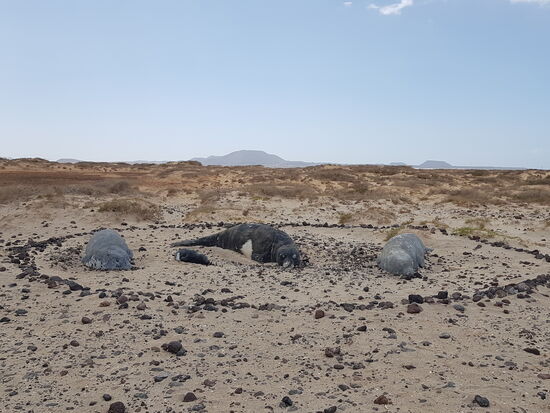 Die Kameraden haben sich nicht EIN bisschen bewegt....
Das sind die Mönchsrobben „Lobos“—denen die Insel ihren Namen verdankt
Hinten ist der 130m hohe erloschene Vulkan „Montana de Lobos“ zu sehen.