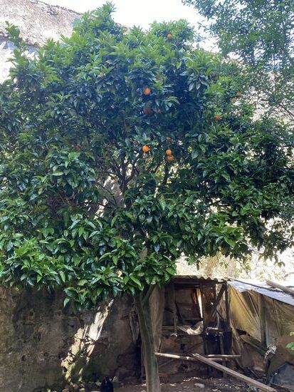 Ein schöner Orangenbaum