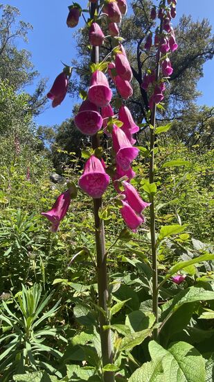 Fingerhut...?..der blüht hier in Mengen..