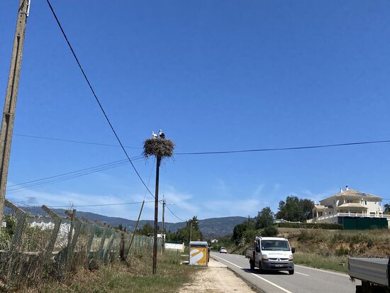 Schon von weitem erblickt man die ersten Nester auf den Strommasten