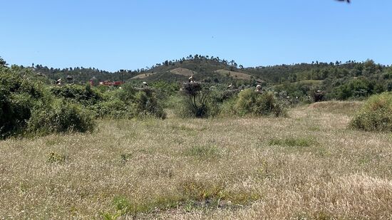 Es sind hunderte von Störchen hier...