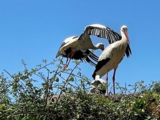 Der Nachwuchs ist schon etwas größer...