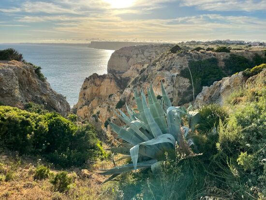 Auch hier gibt es Bretterstege , auf denen man rings um die Klippen wandern kann